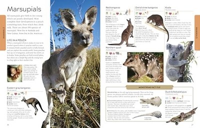Animals a Visual Encyclopedia - VERY GOOD