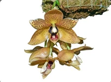 Aciopea Amiga Rio (Acin. antioquiae X Stan. jenischiana) Orchid 4” Pot + Hanger