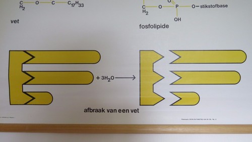 TABLA DE BIOQUÍMICA DE LA ESTRUCTURA DE LAS GRASAS ROLL DOWN DE LA ESCUELA DE MEDICINA DE COLECCIÓN - Imagen 4 de 12