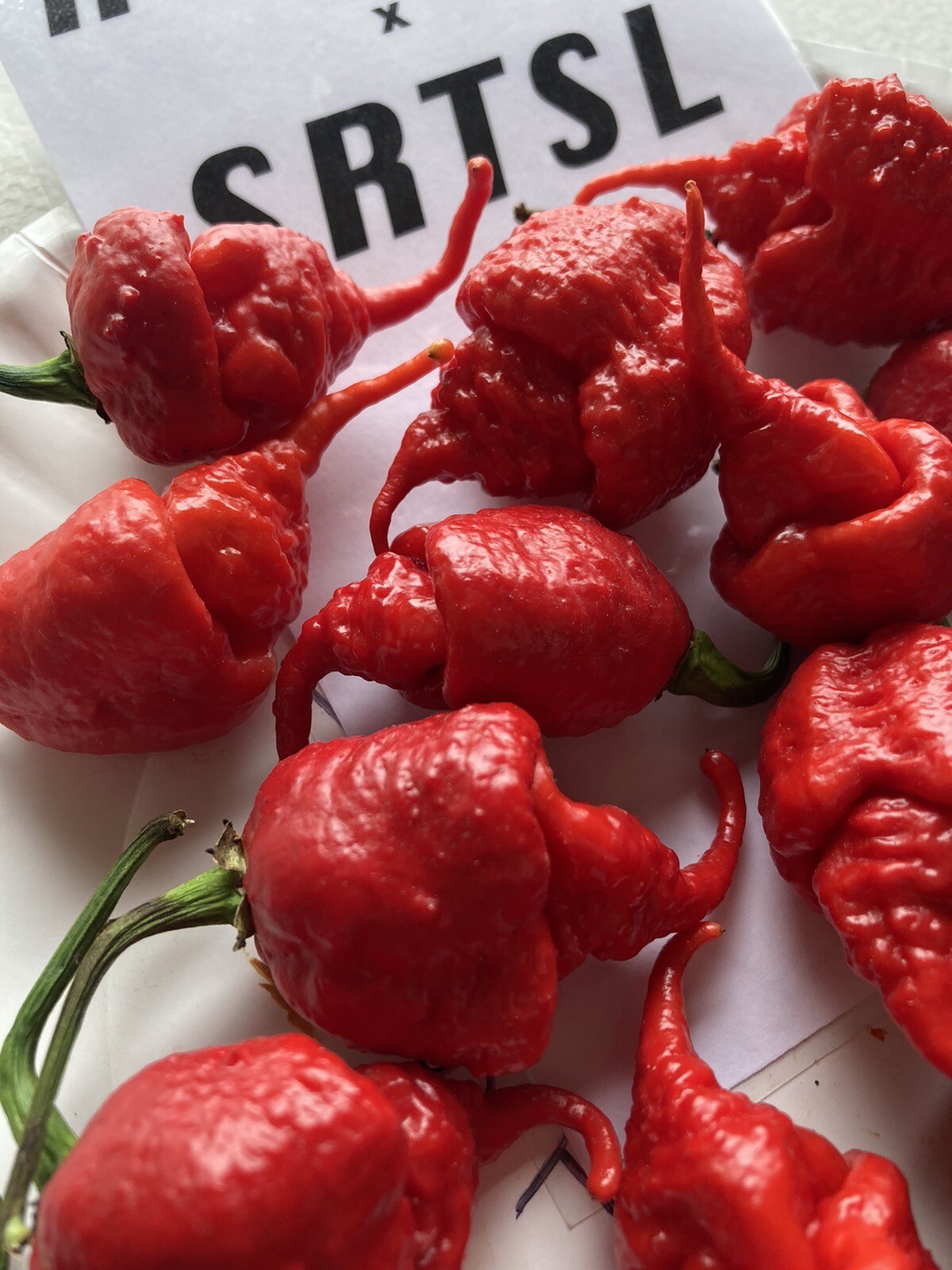 Carolina Reaper X SRTSL Hot Pepper Seeds 15+ Per Pack eBay