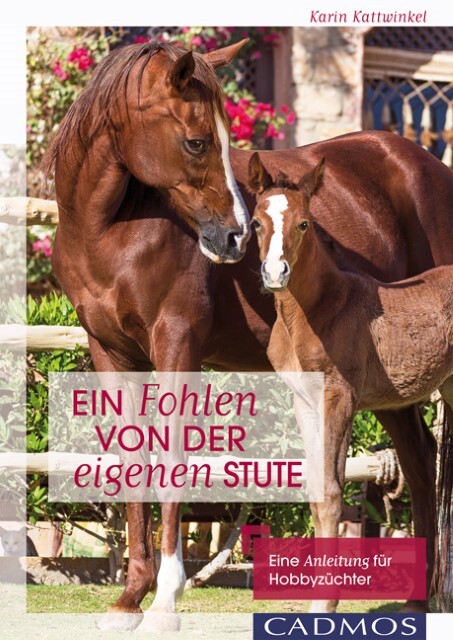 Thumbnail - Ein Fohlen Von Der Eigenen Stute Karin Kattwinkel