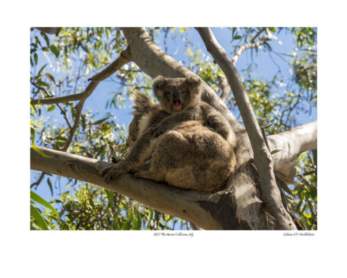 2023 The Master Collection Limited Edition Photo Prints by Aussie Neville Hiatt - Picture 9 of 14