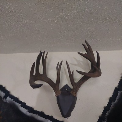 Wild 18 Point Whitetail Deer Antler Rack  Man Cave Cabin western decor.