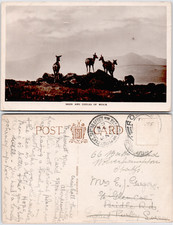 Uk Scotland Aberdeenshire Muick Deer Coys Highland Rocks Mountains Rppc 1950 Uk Scotland Aberdeenshire Muick Deer Coys Highland Rocks Mountains Rppc 1950