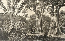 Forêt Vierge des Iles Carolines Iles basses Océanie 1837 Polynésie Arbres