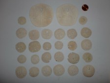 UNIQUE LOT OF 2 LRG + 26 SMALL SAND DOLLARS BRIDE GROOM GUESTS WEDDING CRAFTS