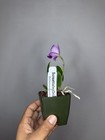 NEW! Unreleased 2027 Cattleya (Lctna. Peggy San x Slc. Katherine Clarkson) 11554 — photo 7
