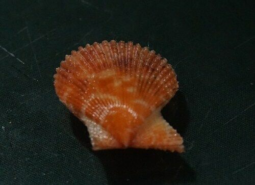 Chlamys Senatoria 25.8 mm GEM , baybi size gorgeous DARK -PINKISH color beauty, - Picture 1 of 7