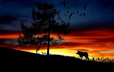 Digital Image Picture Photo Pic Wallpaper Background Silhouette Dog Wolfe