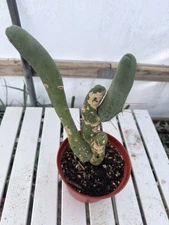 Monstrose Pen15 Cactus Long Form  13” Tall!