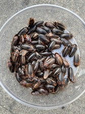 Dubia Roach Starter Colony - Adults 1000 - 750 female / 250 male - Budget Dubia