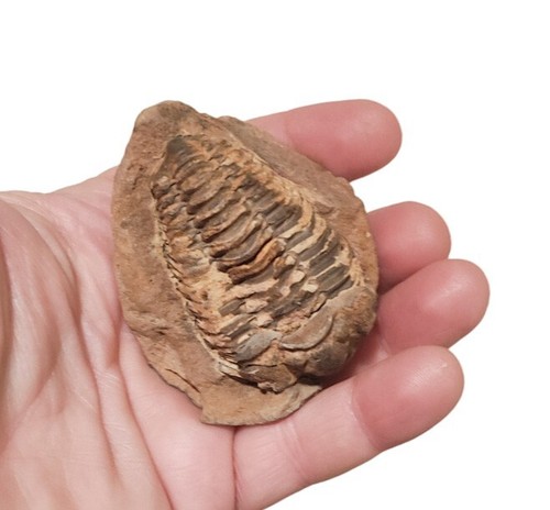 Hollardops Trilobite Fossil, Full petrifaction Devonian Period 359 Million Years - Picture 5 of 5