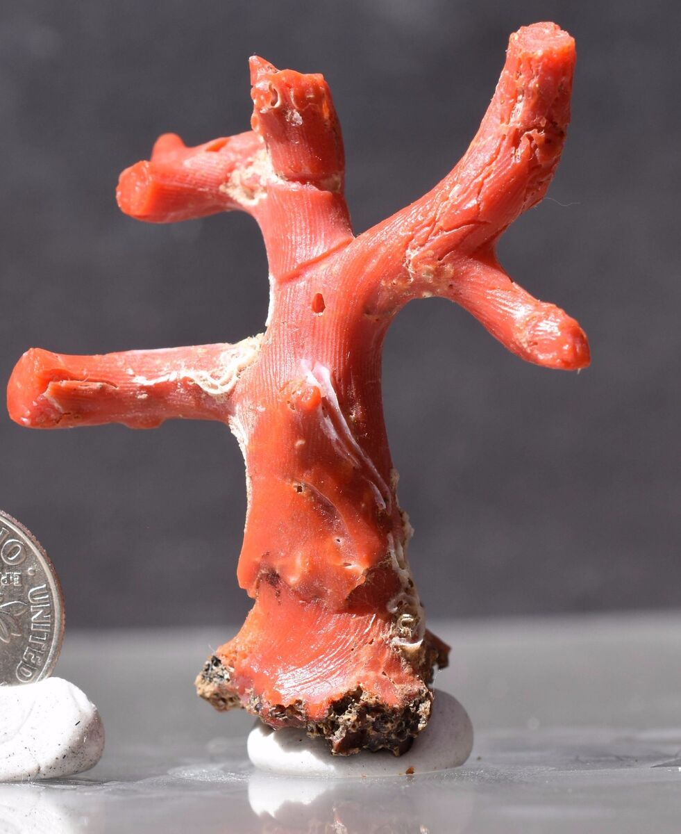 menneskemængde maskulinitet arrangere Tunisian 100% Natural Rare Rough Red Coral Stick Specimen | eBay