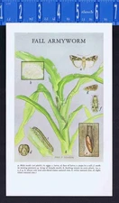 FALL ARMYWORM -1952 Dept of Agriculture Insect Illustration