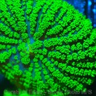 Corals of Eden ~ WYSIWYG Live Coral Frag ~ Radioactive Shroom Coral ~ LPS — photo 7