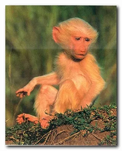 Baby Monkey, Posters, Art Prints, Wall Murals