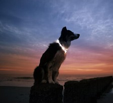 Image of Flashing LED Light Up Dog Collar USB Rechargeable Pet Luminous Safety Nylon UK