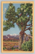 Vintage Linen Postcard Joshua Palm Desert California Western Pub Vintage Linen Postcard Joshua Palm Desert California Western Pub