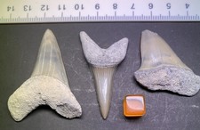 Collection of 3 Huge Miocene Fossil Mako Sharks Teeth Lee Creek NC USA Beautiful