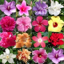 15+ Rose of Sharon Mix Flower Seeds /  Perennial / Hibiscus