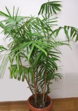 2 Bambuspalmen, ideal für drinnen, keine Ausläufer, schnellwüchsige Palme Deko