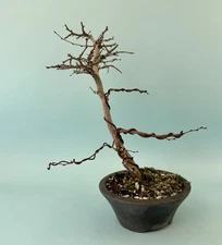 Korean Hornbeam Bonsai