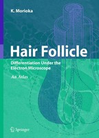 K. Morioka | Hair Follicle | Buch | Englisch (2004) | Xiii | Springer