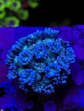Blue goni WYSIWYG Live coral frag LPS SPS