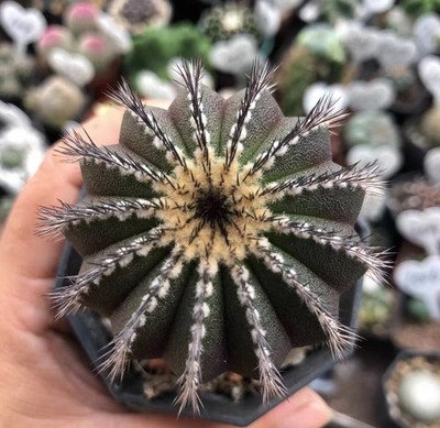 5.5cmUebelmannia variegatedGarden decoration Plants cactus Garden Décor Boutique