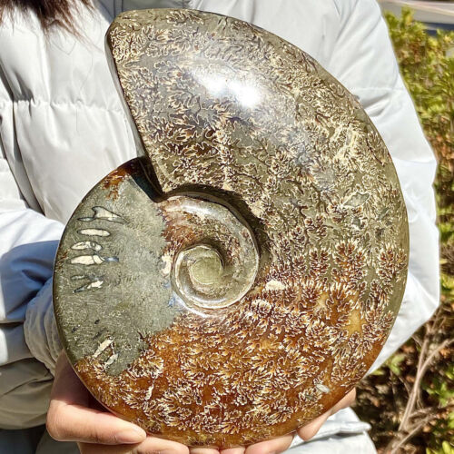 4.47LB Restoration of Natural and Beautiful Chrysanthemum Fossil Conch Crystal S - Imagen 5 de 12