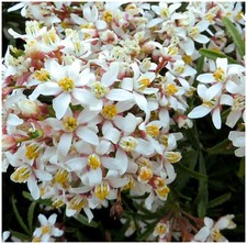 Choisya Mexican Orange 'White Dazzler' | Evergreen Shrub | Pot