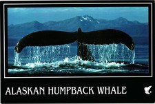 Alaskan Humpback Whale Gigantic Tail Postcard Unposted