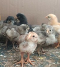 Uova da cova🐣no, uova fresche Araucana Brakel Brahma Australorp 28+2 Hatch🥚🐤