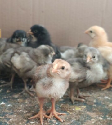 Bruteier keine, Frische Eier Araucana Brakel Brahma Australorp 28+2 Hatch  