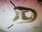 1957-D LINCOLN CENT RARE RPM 13 D OVER D GEM BU    TT