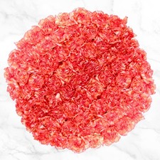 100-stem Carnations