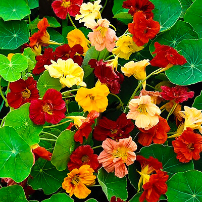 #ad Nasturtium Whirlybird Mix 50 Seeds Per Packet Non GMO $2.95
