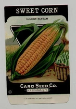 1920's ANTIQUE LITHO CARD CO. SWEET CORN GOLDEN BANTAM SEED PACKET