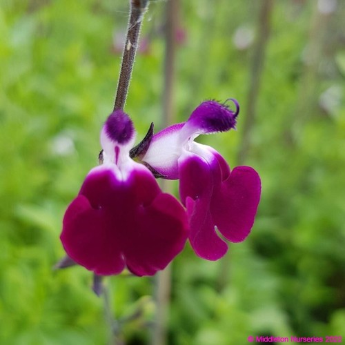 Salvia greggii Amethyst Lip Dyspurp Lip Series Green Foliage Purple/White Flower - Picture 3 of 6