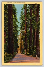 Vintage Linen Postcard Avenue of California Redwoods Pictorial Wonderland