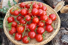 10 graines de tomate ancienne Miel du Mexique heirloom tomato seeds méth.bio