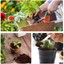 650G/5KG Coco Coir Brick – 2-Pack Coconut Fiber Potting Soil For Plants