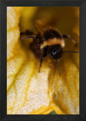 Flauschige Blume Hummel gerahmtes Wandbild Poster Leinwanddruck Bild