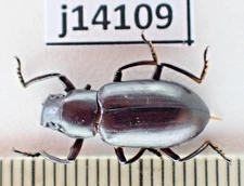 j14109. Insects, Tenebrionidae sp. Vietnam, Lam Dong