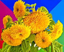 60 SEEDS - sunflower TEDDY BEAR yellow flower TEDDYBEAR GroCo - BUY 15-SHIPS FRE