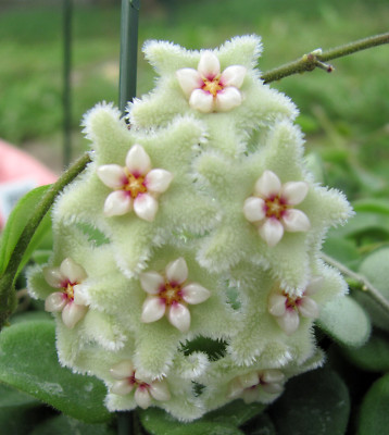 Hoya Wachsblume mathilde Splash 9er Töpfe