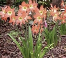 Mezcla de plántulas de variedad Hippeastrum: BF: un año de antigüedad: $55 por 10: franqueo gratuito