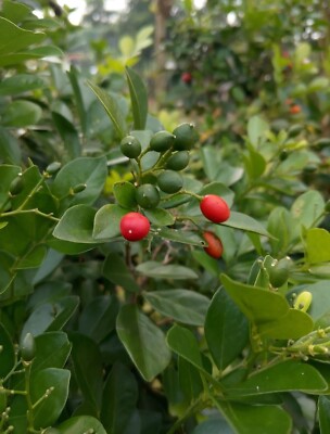 Lime Berry Bonsai Citrus Kingkit 1000+ Seedss (Triphasia trifolia)