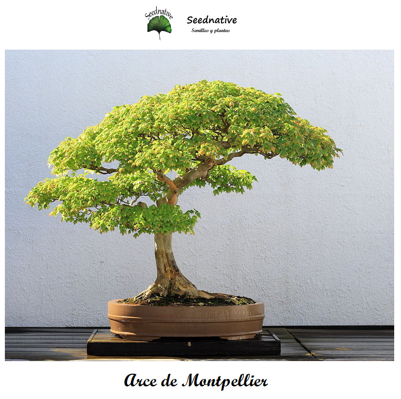 Arce de Montpellier - Acer monspessulanum - 50 semillas - Saatgut -...