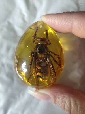 37g Beautiful Amber Bee Fossil Insects Manual Polishing
